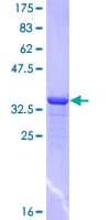 Human PCDH7 Protein (Recombinant GST, N-terminus)
