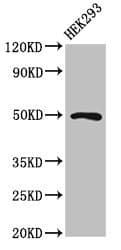 Polyclonal Rabbit anti-Human MNX1 / HB9 Antibody (WB)