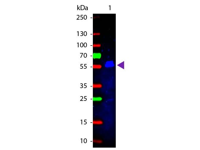 Rabbit Anti-Mouse IgG2b Secondary Antibody (FITC)