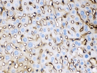 Polyclonal Rabbit anti-Mouse APOE / Apolipoprotein E Antibody (IHC, WB)