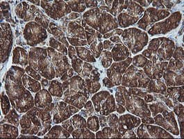 MAP2K1 / MKK1 / MEK1 Antibody (clone OTI2D4, Carrier-free)