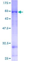 Human NEK11 Protein (Recombinant GST)