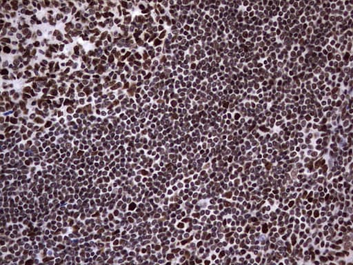 N4BP2L2 Antibody (clone OTI1C8, Carrier-free)