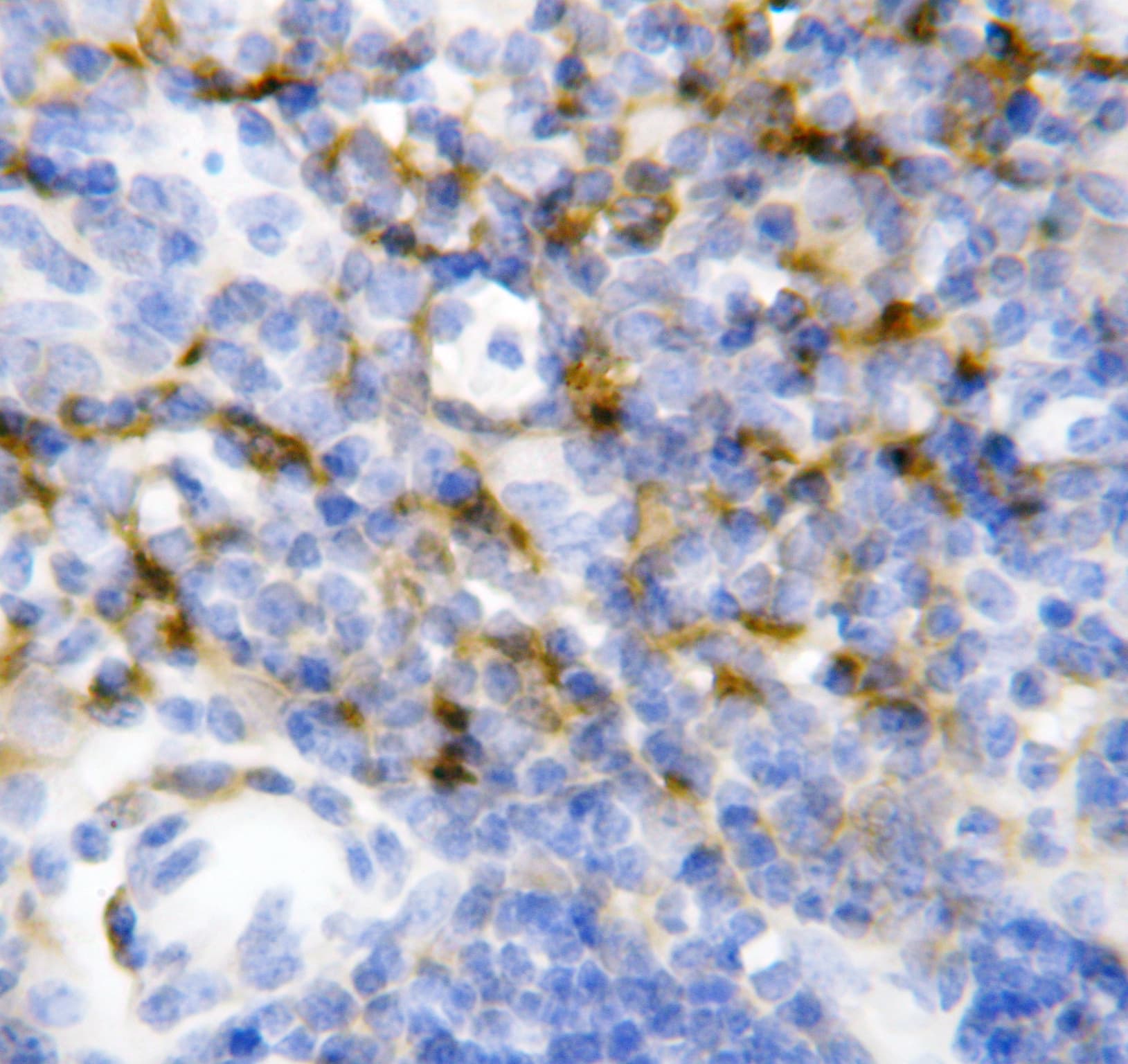 IL7 Antibody (aa26-42)
