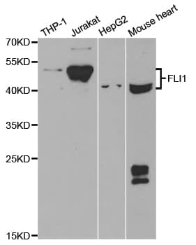 FLI1 Antibody