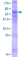 Human SLC35B2 Protein (Recombinant GST)