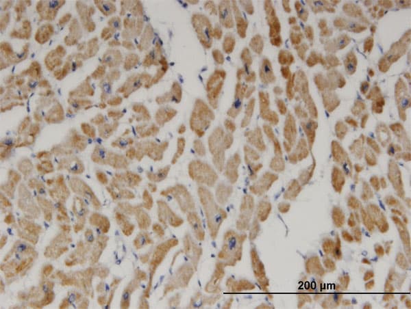 DECR1 Antibody (clone 3D4)