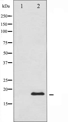 SNCA / Alpha-Synuclein Antibody