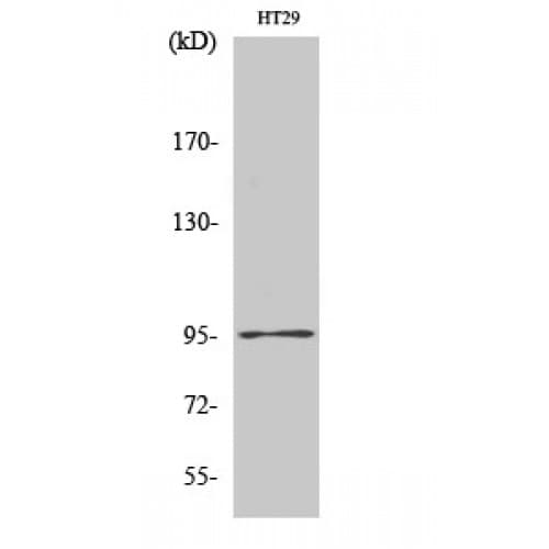 Polyclonal Rabbit anti-Human DNMT3B Antibody (1-80 aa, N-terminal, IHC, IF, WB)