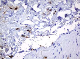 HOXD10 Antibody (aa80-340, clone OTI1D11)