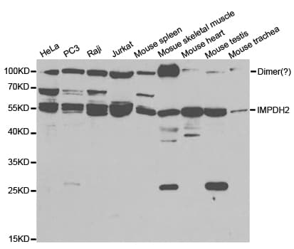 IMPDH2 Antibody