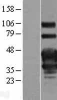 Human TNFRSF4 / CD134 / OX40 Protein (Over-Expression Lysate Myc-DDK (Flag))