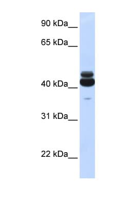 Polyclonal Rabbit anti-Human GNA15 Antibody (N-Terminus, WB)