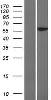 POLE2 Protein (Over-Expression Lysate Myc-DDK (Flag))