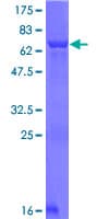 Human ASNA1 Protein (Recombinant GST)
