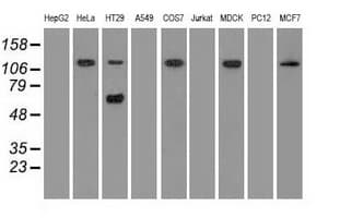 SIGLEC9 Antibody (clone OTI6D8)