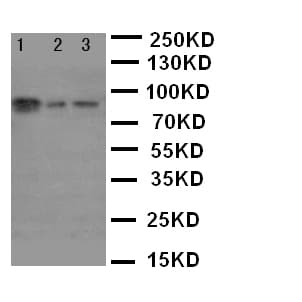 XRCC1 Antibody (aa15-34)