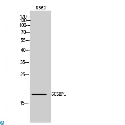 Sma3 Antibody