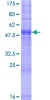 Human OR56B1 Protein (Recombinant GST)