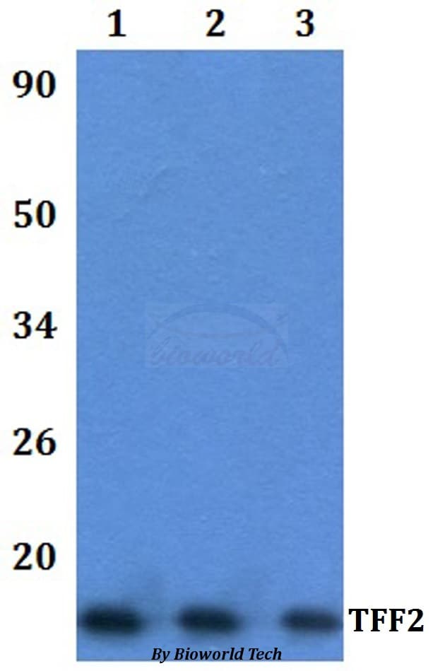 TFF2 / SP Antibody