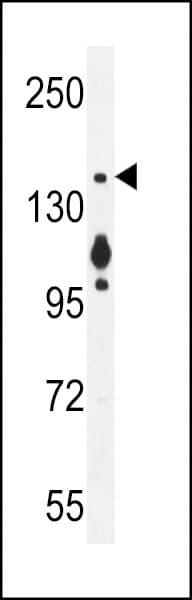 Myosin VI / MYO6 Antibody (aa1166-1195)