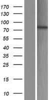 EXOC3L4 / C14orf73 Protein (Over-Expression Lysate Myc-DDK (Flag))