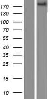 ADAMTS9 Protein (Over-Expression Lysate Myc-DDK (Flag))