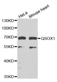 QSOX1 / QSCN6 Antibody