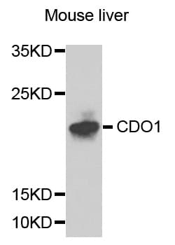 CDO1 / Cysteine Dioxygenase Antibody