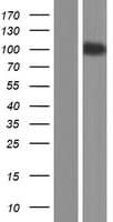SEMA4G / Semaphorin 4G Protein (Over-Expression Lysate Myc-DDK (Flag))