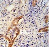 CLPX Antibody (aa449-477)