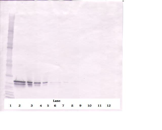 Polyclonal Goat anti-Human FGF16 Antibody (Biotin, WB)