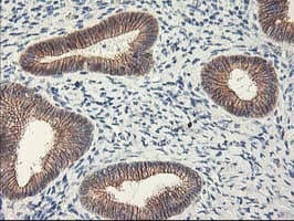 APBB3 Antibody (clone OTI5G3)