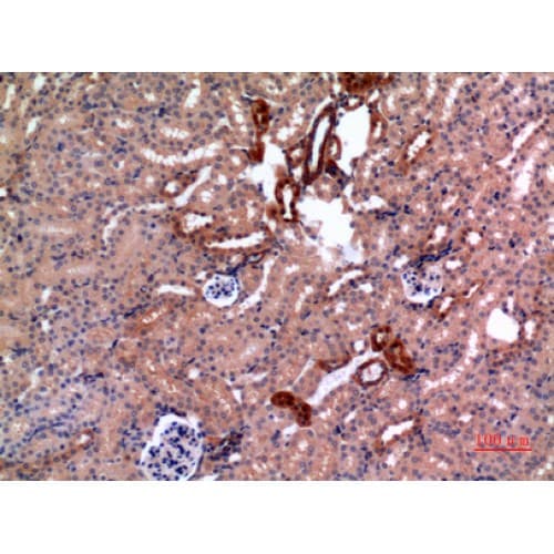 E2F4 Antibody