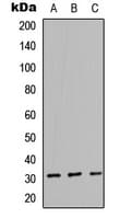 NCF1 / p47phox / p47 phox Antibody (C-Terminus)