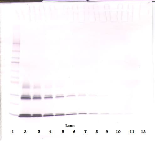 IL3 Antibody (Biotin)