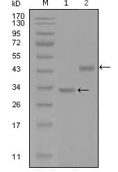 SKP2 Antibody (clone 6G9D10)