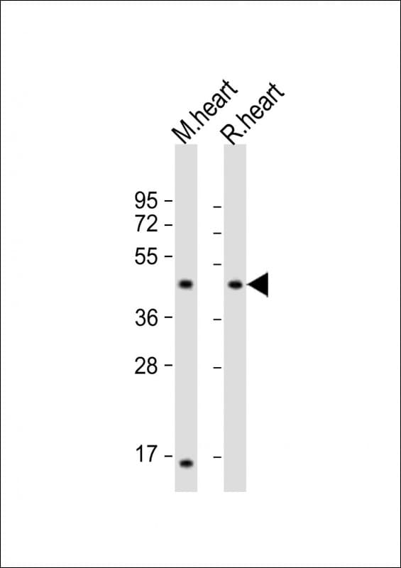 LIAS / LIP1 Antibody (C-Terminus)