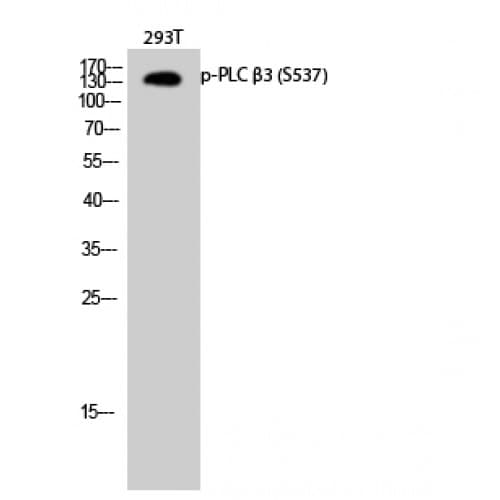 PLCB3 Antibody (480-560 aa)