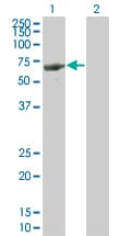 IHC-plus™ LRIT3 Antibody (clone 3E7)