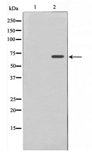 Polyclonal Rabbit anti-Human NFE2L2 / NRF2 Antibody (IHC, IF, WB)