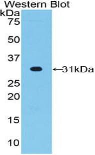 FUT4 / CD15 Antibody (aa264-497, APC)