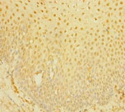 Polyclonal Rabbit anti-Human LP-PLA2 / PLA2G7 Antibody (WB)