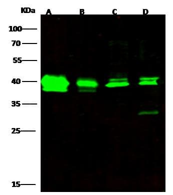 MAPK1 / ERK2 Antibody (Preservative Free)
