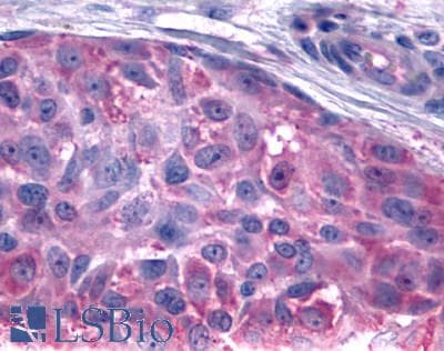 PathPlus™ Polyclonal Rabbit anti-Human BOB / GPR15 Antibody (C-Terminus, IHC)