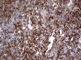 Monoclonal Mouse anti-Human CD4 Antibody (clone OTI1G10, IHC, WB)
