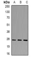 BTEB / KLF9 Antibody