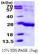 Human ILEI / FAM3C Protein (Recombinant His)