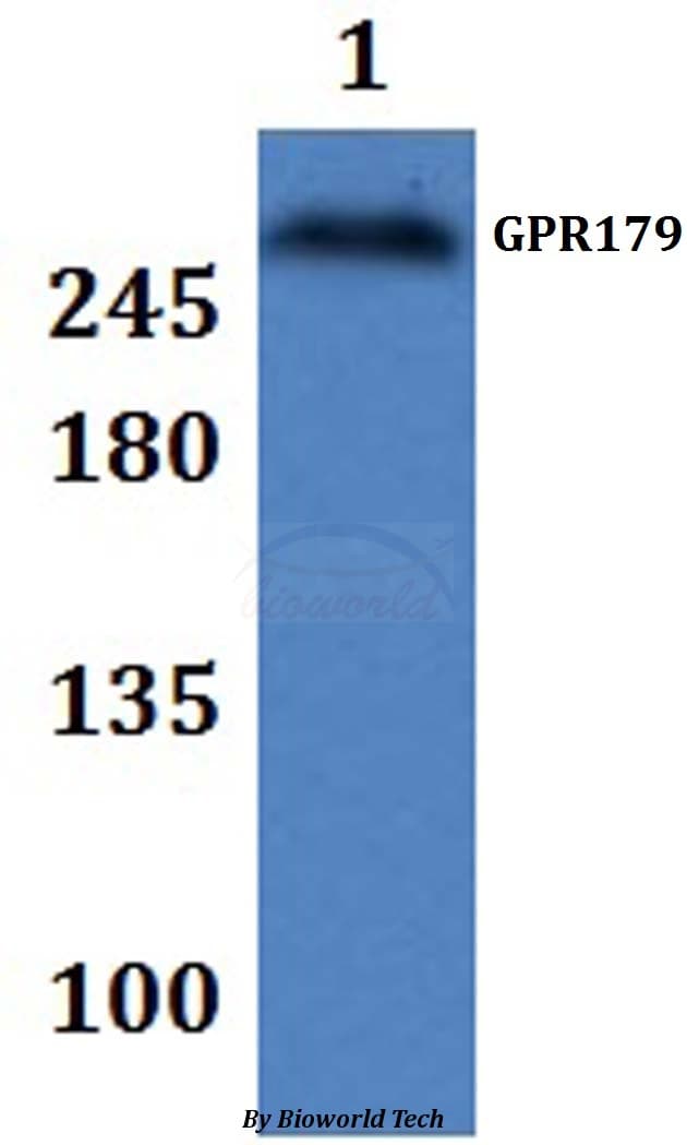 GPR179 Antibody
