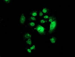 CDK2 Antibody (clone OTI1H5)